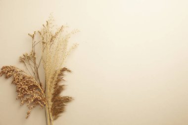 Beyaz arka planda kurumuş çimenler.