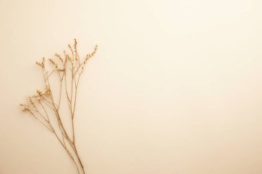 Beyaz arka plan üzerinde kuru çiçek