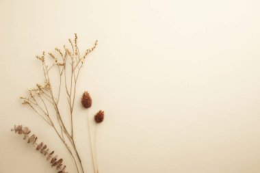 Beyaz arka planda kurumuş çiçekleri olan düz bir kompozisyon. Metin için boşluk