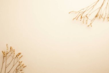 Beyaz arkaplanda kuru okaliptüs dalları