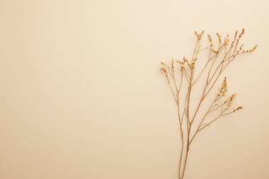 Beyaz arkaplanda beyaz bir çiçeğin dalı