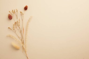 Beyaz arka planda kurumuş çiçekler