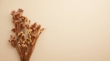Renk arkaplanındaki kuru çiçekler