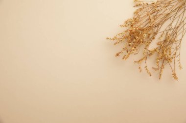 Beyaz arkaplanda kuru çiçekler