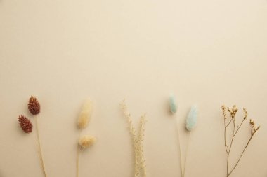 Düz yat. Bej bir arka planda beyaz ve sarı kurumuş çiçekler.