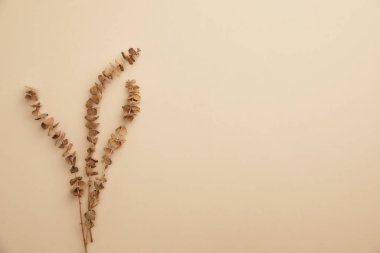 Beyaz Arkaplanda Kurumuş Çiçekler