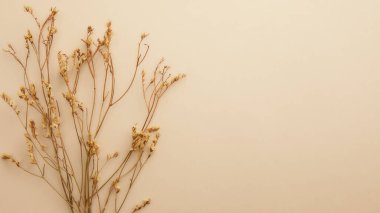 Gri arka planda söğüt çiçekleri