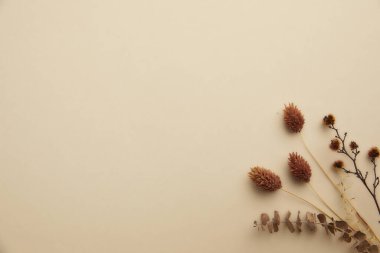 bej arkaplan üzerinde kurumuş çiçeklerle düz konum ve metin için boşluk