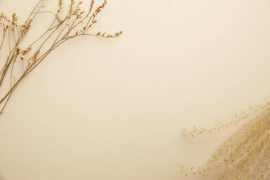 Beyaz arkaplanda beyaz çiçekler