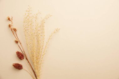 açık bej kağıt arkaplanda beyaz çiçek