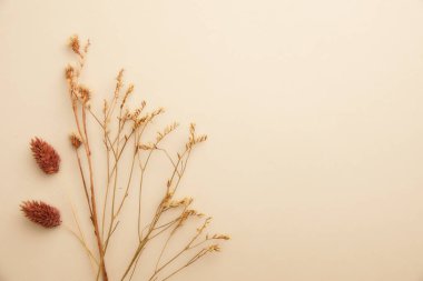 beyaz arkaplanda kuru çiçekler