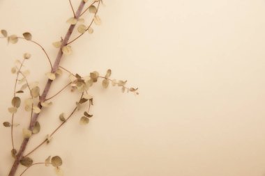 Metnin için fotokopi alanı olan kurumuş çiçekler. yüksek kaliteli fotoğraf