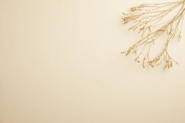 Kurumuş dalları ve bej arka planda kurumuş çiçekleri olan düz bir bileşim.