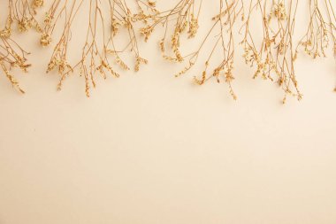 Bej bir arka planda beyaz çiçeklerin güzel kuru dalları.