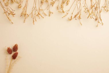 beyaz arkaplanda kuru çiçekler, üst görünüm, metin için boşluk