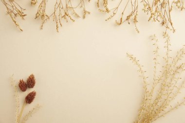 Kurumuş çiçekler ve kuru bitkiler