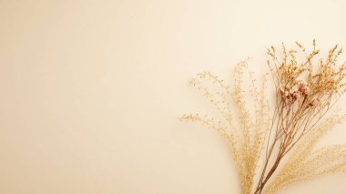 Beyaz Arkaplanda Kurumuş Çiçekler