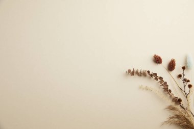 bej arkaplan üzerinde kurumuş çiçekler ve kurumuş yapraklar ile düz konum metin için boşluk