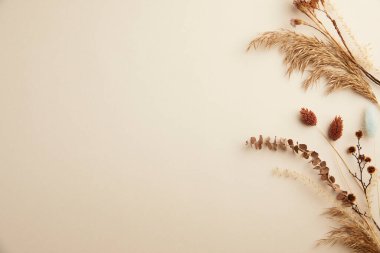 Beyaz arka planda kurumuş çiçekler