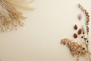Beyaz ahşap arkaplanda kuru çiçekler