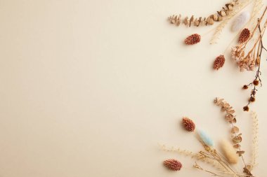 Sonbahar arkaplanı. düz konum, kopyalama alanı, sonbahar arkaplanı, sonbahar mevsimi konsepti