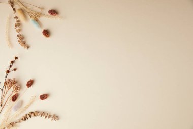 Beyaz arkaplanda kuru çiçekler.