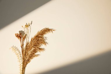 Güzel botanik fotoğrafı, doğal duvar kağıdı.