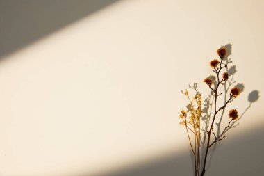 Açık arkaplanda güzel bir beyaz çiçek resmi. Duvar kağıdı için mükemmel.