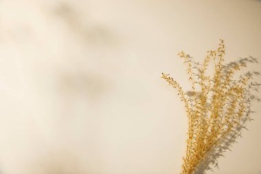 Bahçedeki beyaz çiçek