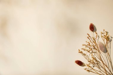 Beyaz bir duvarın arkasında kurumuş çiçekler..