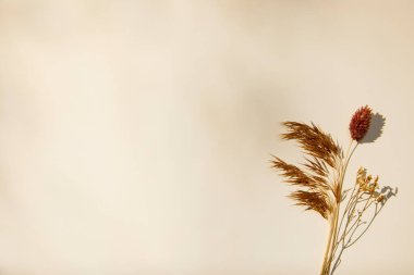 Kurumuş çiçek ve kurutulmuş portakal çiçeği.