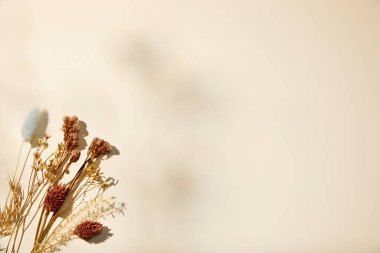 Açık arkaplanda çiçekli kuru otlar