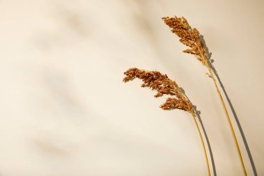 Beyaz arka planda kurumuş çiçekler, kopyalama alanı. Kurumuş bitkiler ve kurumuş çiçeklerle doğal arka plan.