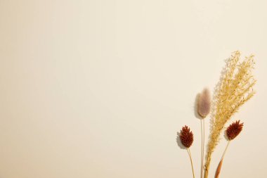beyaz arkaplan ile kuru çiçek