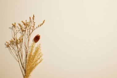 Beyaz arka planda vazoda kuru çimenler.