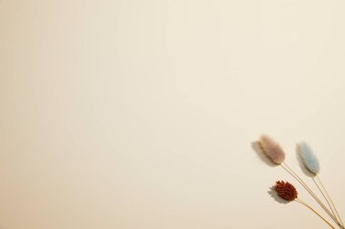 Fotokopi alanı olan beyaz arkaplanda kurumuş çiçekler