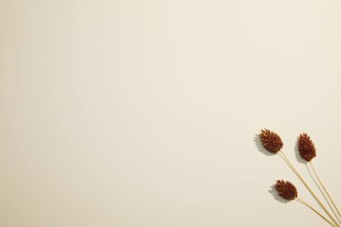 Açık arkaplanda güzel çiçekler