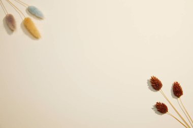 Beyaz arka planda çiçekleri olan düz bir kompozisyon. Metin için boşluk. Bahar ve yaz konsepti. en üstteki görünüm.