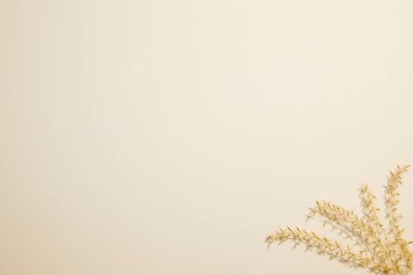 beyaz arkaplanda kurumuş çiçeklerle düz konum, metin için boşluk