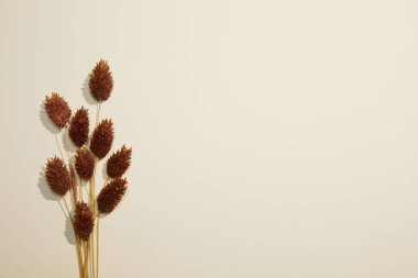 Beyaz Arkaplanda Kurumuş Çiçekler