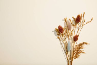 Beyaz Arkaplanda Kurumuş Çiçekler.