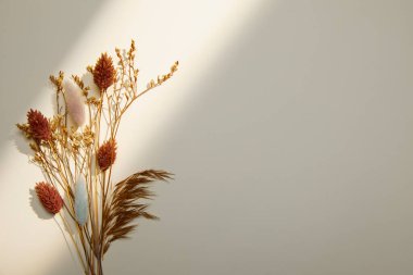 beyaz arkaplanda kuru çiçekler
