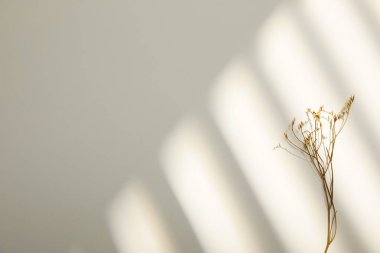 Beyaz bir duvarı ve bir bardak suyu olan soyut bir arkaplan.