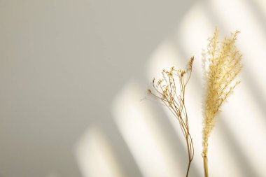 Güneş ışığındaki güzel beyaz çiçek