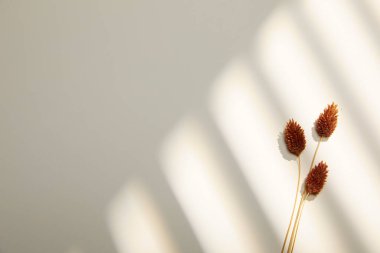 Beyaz arkaplanda kuru çiçekler.