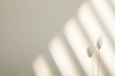 Mavi arkaplanda beyaz çiçeğin görüntüsünü kapat