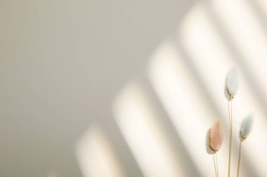 hafif bir arka plan üzerinde beyaz çiçek