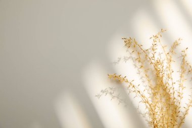 Beyaz arkaplanda beyaz kurumuş çiçekler