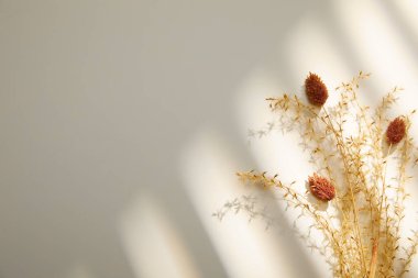 Beyaz arka planda kuru otlar ve çiçekler. Boşluğu kopyala.