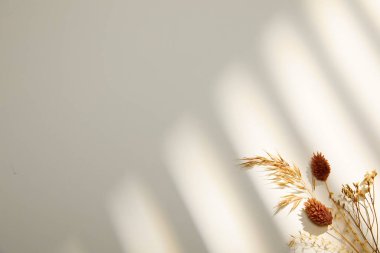 Beyaz arkaplanda beyaz çiçek